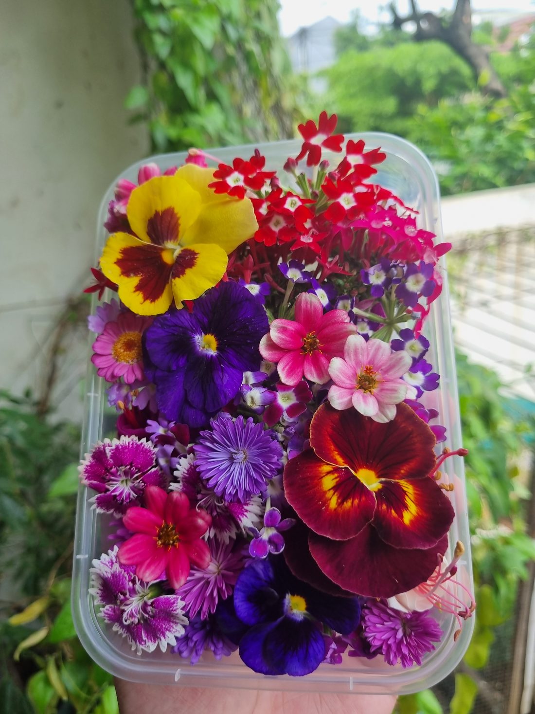 Edible flowers