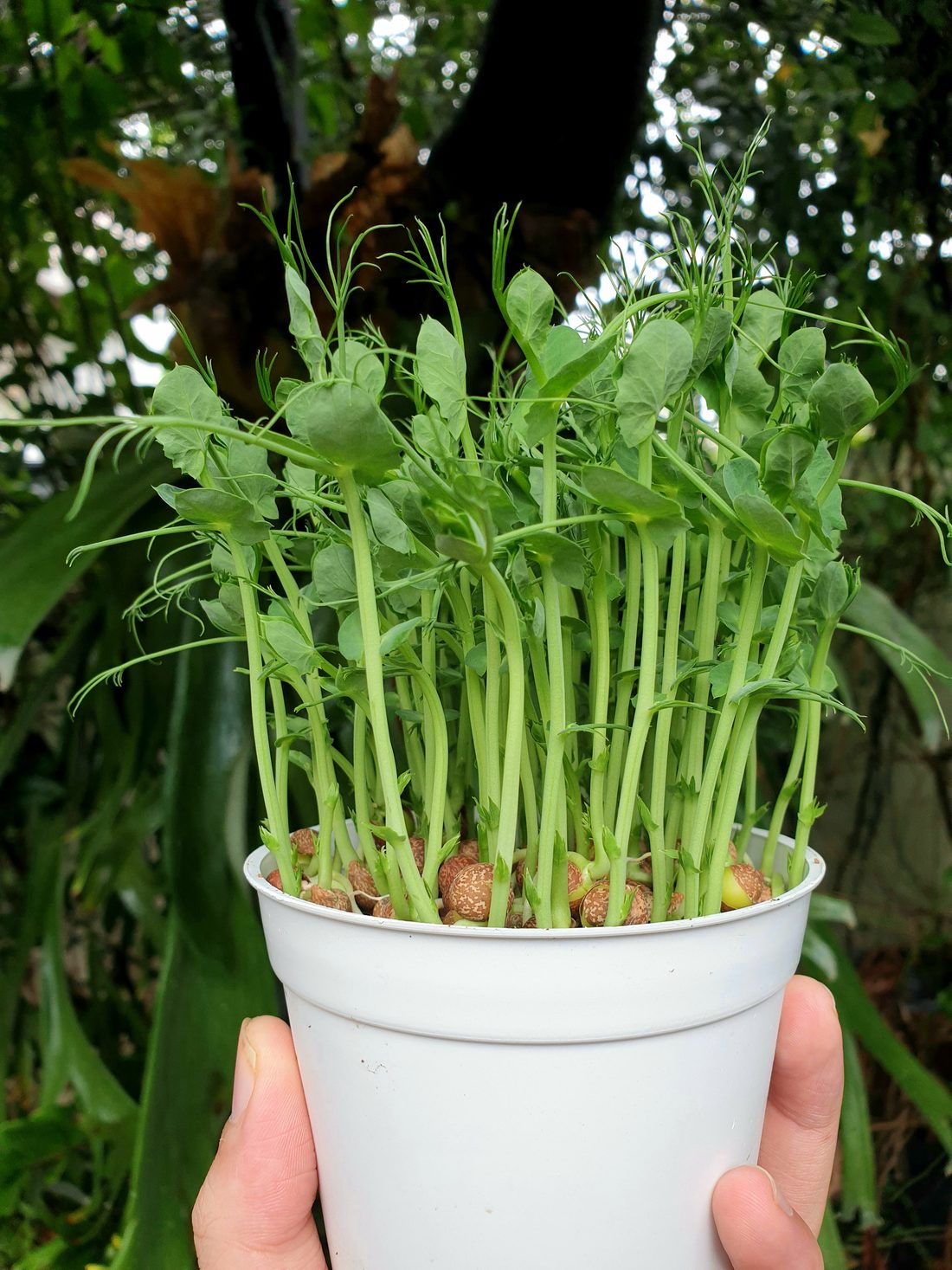 Harvesting microgreens