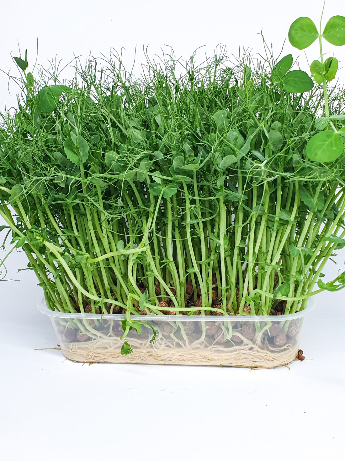Freshly grown microgreens at Aerogreens