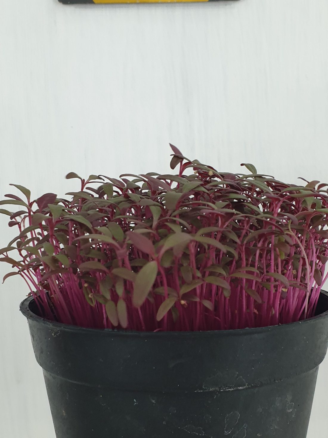 Microgreens