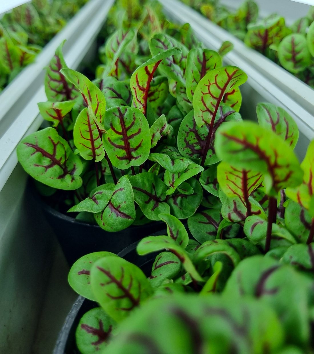 Red veined sorrel growing at Aerogreens