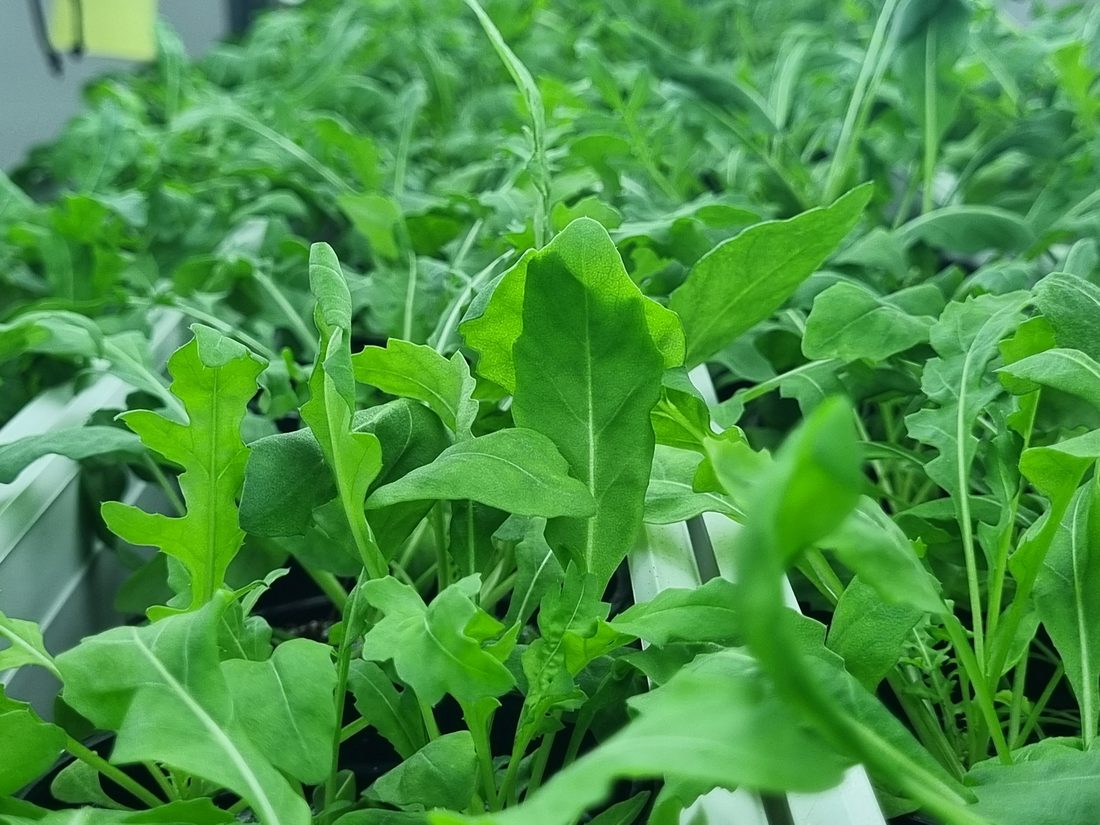 Wild rocket